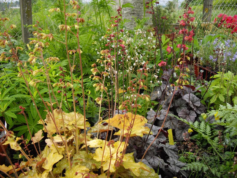 Heuchera 'Ginger Ale' photo
